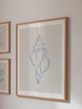 Conch Poster